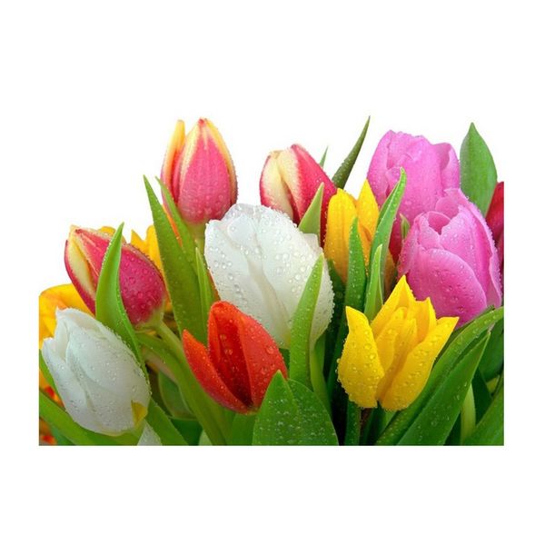 Вафельна картинка Тюльпани 30х20 wk460 фото
